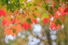 USA, Washington State, Seabeck. Vine maple leaves abstract in autumn. Art Print